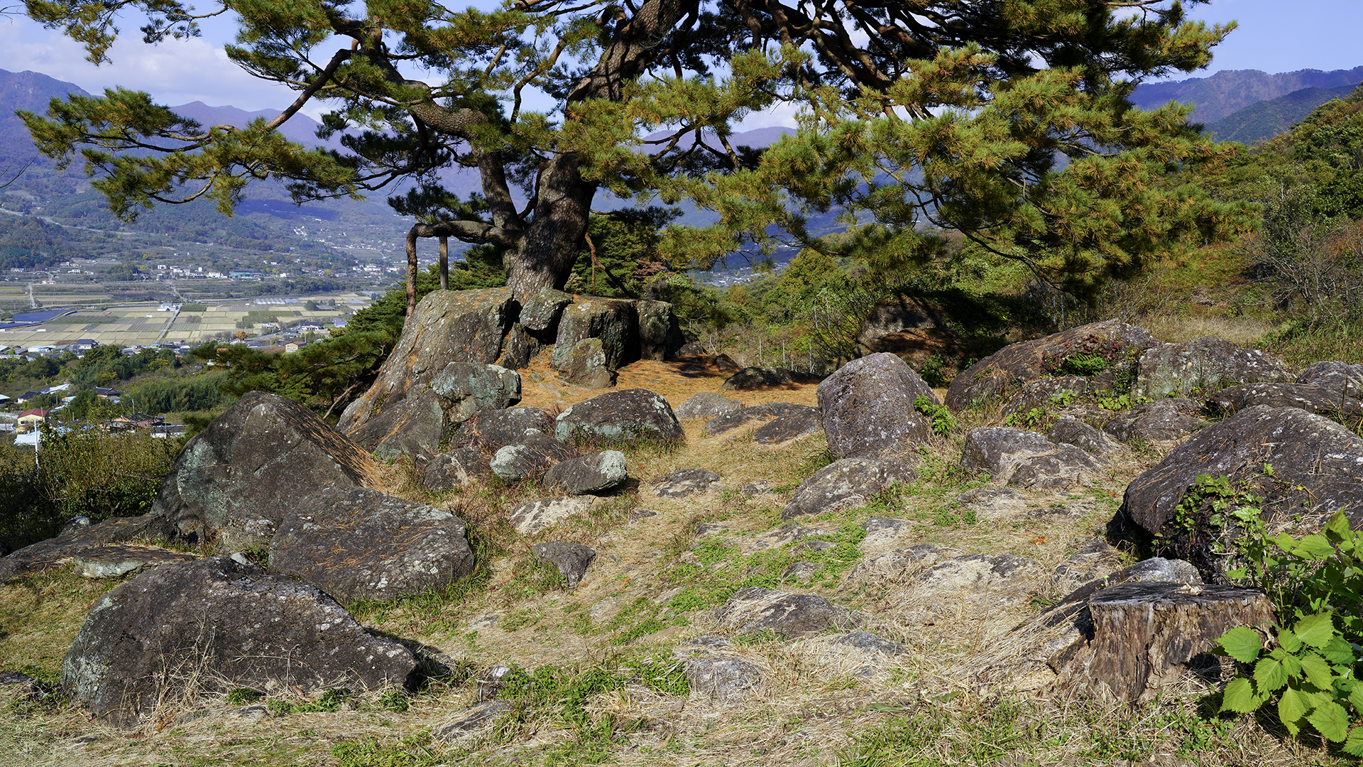 하동 축지리 문암송
